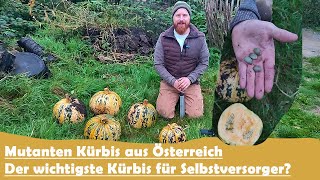 Der wichtigste Kürbis für Selbstversorger Steirischer Ölkürbis [upl. by Sola]