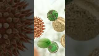 Palynology in islam makeuppollenallergypollengrainairobiology viralshot [upl. by Sherlocke]