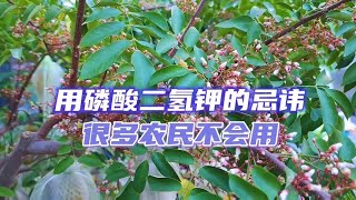 磷酸二氫鉀不要亂用了，“4種”忌諱要避免，用錯了黃葉又爛根 [upl. by Aivata]