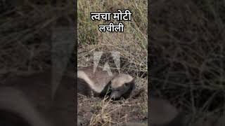 Honey badgers 🦡 youtubeshorts facts honeybadgers trendingshorts trending jungle [upl. by Otsenre]