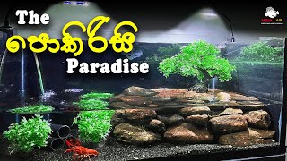 Artificial Crayfish Tank Setup  පොකිරිස්සන්ට වෙනස් ගෙයක් [upl. by Fermin]