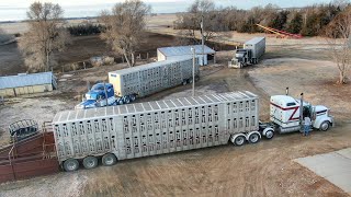 Sale Day 3 Semi Loads of Calves [upl. by Harty]