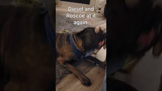 diesel the cane corso and roscoe the pug [upl. by Latin]