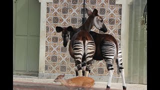 Okapis en rode duiker  Okapis amp red duiker  ZOO Antwerpen [upl. by Ahsela354]