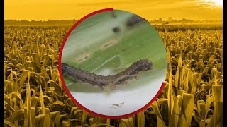 Episode 1 Identifying the stages of Fall armyworm [upl. by Amoakuh]