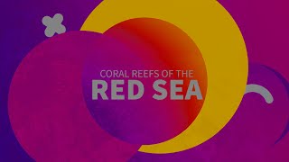 Red Sea Coral Reefs [upl. by Enyahc]