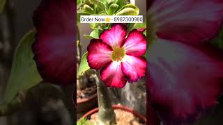 Rare imported adenium variety plants online shopping plant🌻🌹🏵️ adenium plants flower garden [upl. by Colburn]