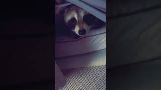 Raccoon Hides Under Sheets  15233181 [upl. by Yraunaj]