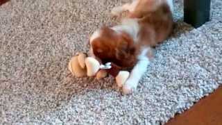 Herky the cute Cavalier King Charles puppy gets Kong toy [upl. by Ravi]