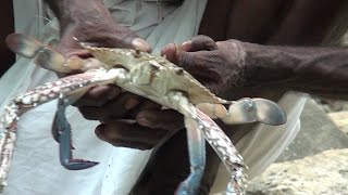 Crab cleaning and cooking in nature stove at nature place crab dry gravy  Village food factory [upl. by Brackely]