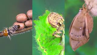 The life cycle of a Moth and Relaxing Ambience ASMR water flowing Bird Sounds [upl. by Wiatt]