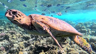 Hawksbill sea turtle Eretmochelys imbricata in 4K [upl. by Arriaes858]