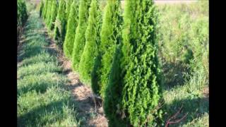 Arborvitae Growth Elegantissima Arborvitae and the Emerald Green [upl. by Acimad]