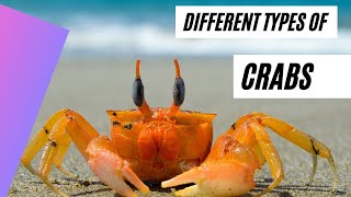 Crabs for Children with videos  crabs [upl. by Ahaelam]