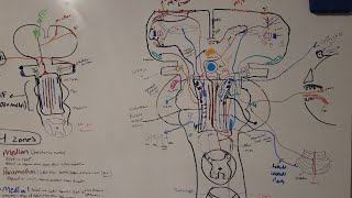 Neurology  Reticular Formation [upl. by Anatol]