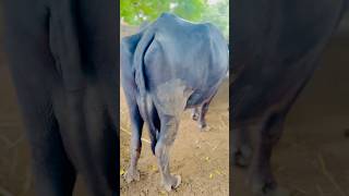 Original murrah buffalo farm  banni buffalo farm Gujarat  jafrabadi buffalo  Gir bhes  buffalo [upl. by Haman]