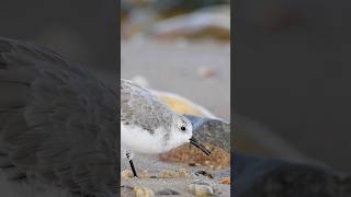 Sanderlings foraging at the waters edge [upl. by Berkley]