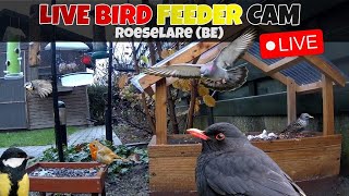 🔴 LIVE Flemish garden birdfeedercam  Roeselare Belgium🇧🇪 Full HD [upl. by Gingras845]