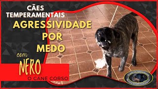 NERO  Cane Corso Agressivo  Retirada da casa [upl. by Stanislaw]