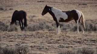 McCullough Peaks Wild Mustangs WY [upl. by Ardnasirk661]