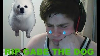 Rip Gabe The Dog Tribute You Will Be Remembered [upl. by Flower91]