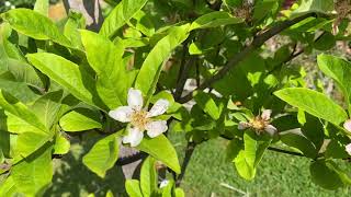 Medlar Trees Grow Something Different [upl. by Assyl]