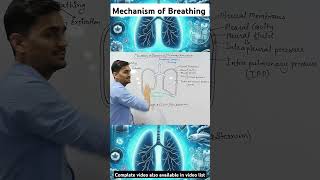 Mechanism of Breathing  Pulmonary Ventilation  Inspiration amp Expiration education neet science [upl. by Retsila597]