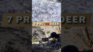 7 PRC VS DEER [upl. by Talanian]