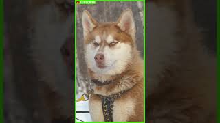 These 10 Dogs Look Really Like Wolves  Shikoku inu  Tamaskan Dog  Czechoslovakian Wolfdog shorts [upl. by Inej]