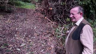 Pruning thuggish Rhododendron Cornish Red just after flowering [upl. by Engracia]