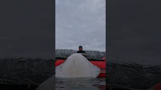 World record halibut on polespear spearfishing halibut [upl. by Lesiram]