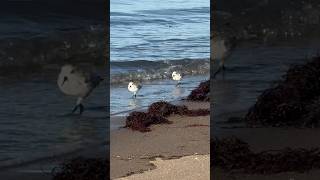 Sanderlings video at normal speed shorts shorebirds animals [upl. by Nylloc]