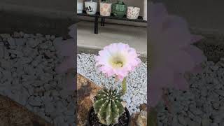 You will like everything about this cactus  Echinopsis eyriesii [upl. by Frants]