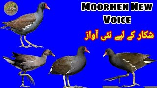 Moorhen new voice shikar k liye nae awaz  Moorhen call sound  Jal morgi ki awaz [upl. by Eustasius]