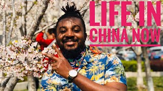 LIFE UPDATE IN CHINA  CHINESE FAMILY MEET AN AFRICAN FOR THE FIRST TIME  CHERRY BLOSSOM IN CHINA [upl. by Analrahc]