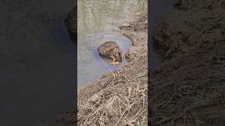 First Beaver finally Will there be more hunting raccoon shortvideo shorts trapping [upl. by Tatiana]