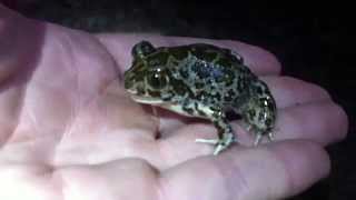 Eastern Spadefoot Toad Pelobates syriacus [upl. by Syman]