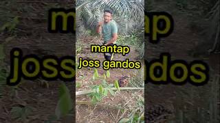 Manen over pruningpake dodos aba2lshortvideo shorts [upl. by Fredra936]