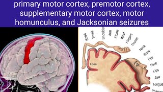 motor cortex [upl. by Gunilla]