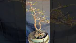 tamarindus indica bonsai asam Jawa bonsai petanibonsai petani gardening tamarind [upl. by Nylear]