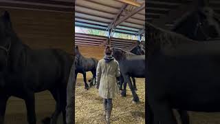 Friesian Horses Dancing at Liberty [upl. by Ettevahs]