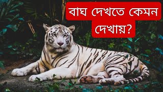 What does a tiger look like। quotTop 10 Amazing Facts About Tigers You Didnt Knowquot [upl. by Anawahs]