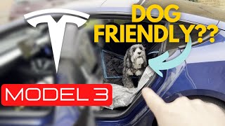 Tesla Model 3 Is It DogFriendly [upl. by Ailaza]