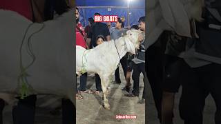 BIG BULL GOAT 🐐 DEONAR BAKRA MANDI deonarbakra deonargoatmarket bigbull heavygoats [upl. by Allrud205]