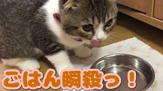 ご飯が美味しくてしゃべる子猫【スコティッシュフォールド】【Scottish Fold】 [upl. by Jeana]