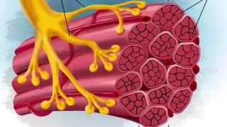 A Wearable Microscope for Visualization of Human Sarcomere Structure and Twitch Dynamics [upl. by Benn]