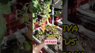 TOMATERAS 🍅 CHERRY EN MACETAS FACIL CULTIVO EN CASA 🏠🌱 shortvideo [upl. by Stclair]