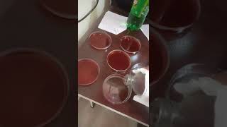 MacConkeys agar plate preparation 🧫🧪🧬🔬 [upl. by Manas]