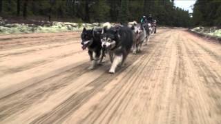 Nordiclight Alaskan Malamutes fall training [upl. by Hcab]