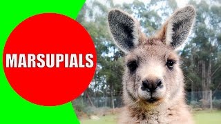 Marsupials for Kids – Marsupial Mammals – Marsupial Animals in Australia Tasmania and Americas [upl. by Ybroc]